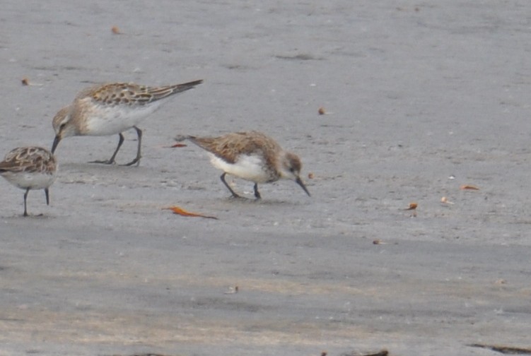 Western Sandpiper - ML645469812