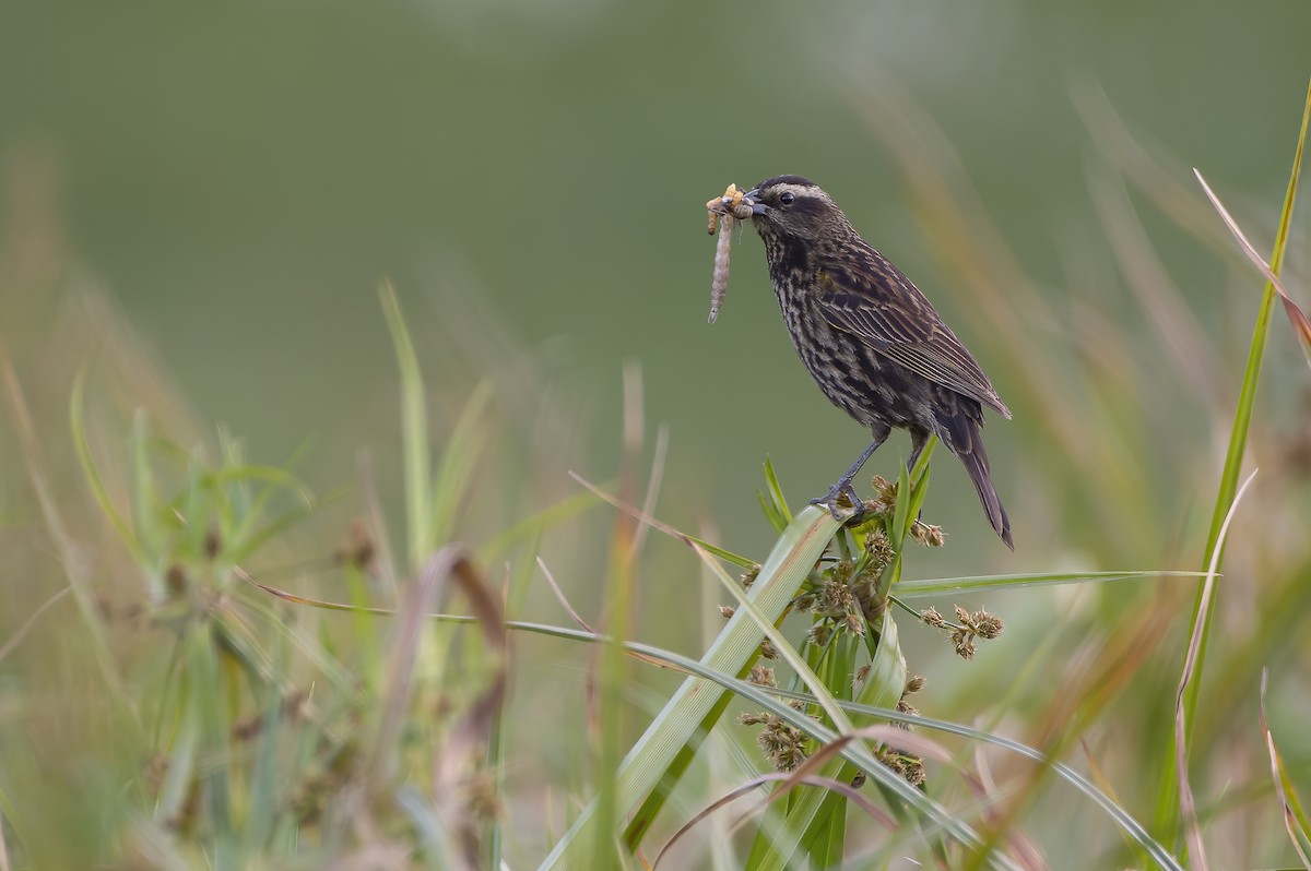 Yellow-winged Blackbird - ML645469814