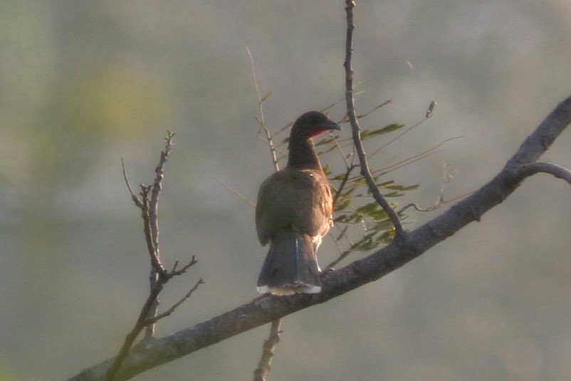 White-bellied Chachalaca - ML645469819