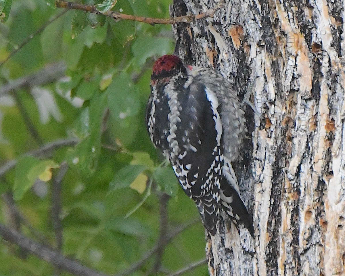 Rotnacken-Saftlecker - ML645469822