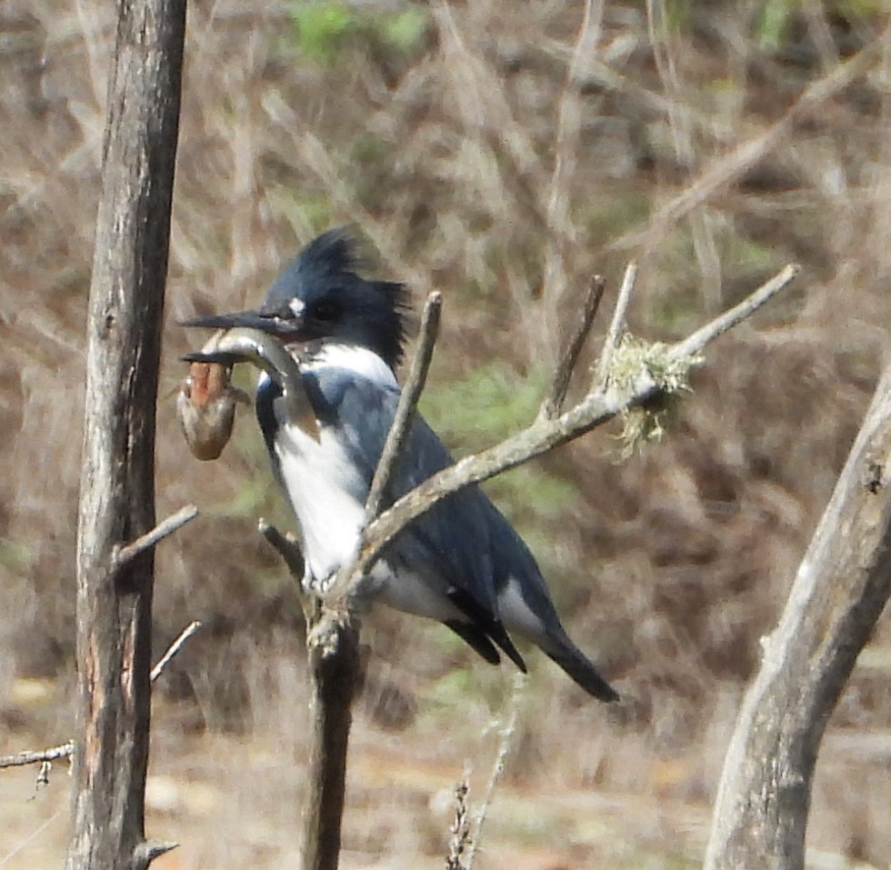 שלדג אמריקני - ML645469827