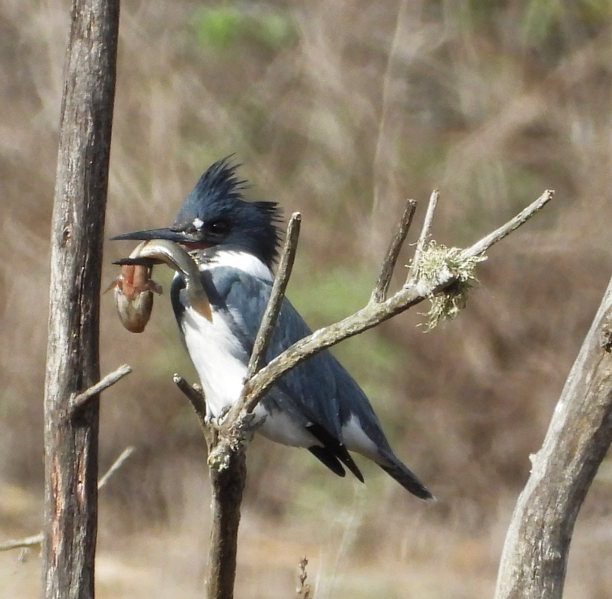 שלדג אמריקני - ML645469828