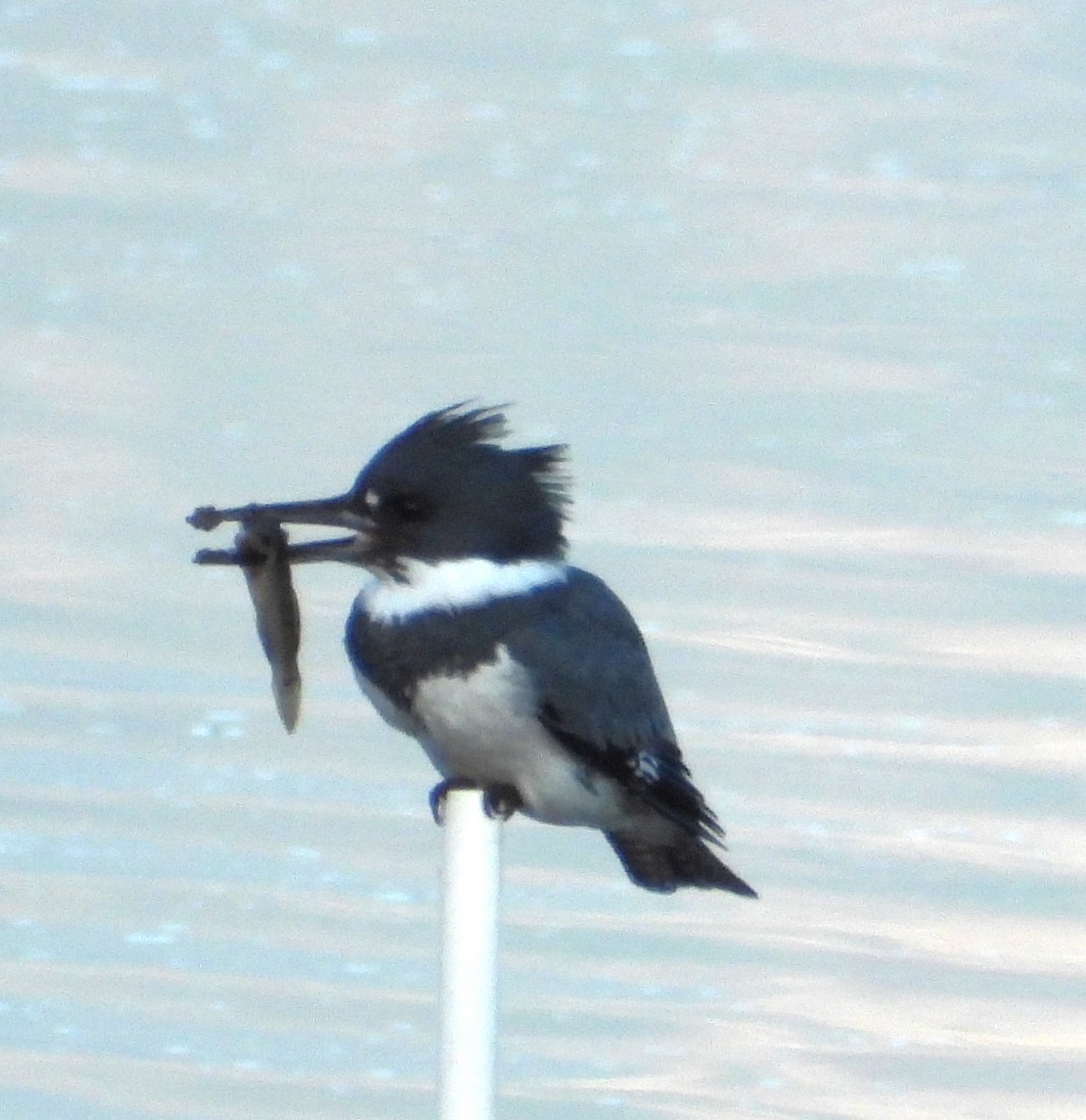 שלדג אמריקני - ML645469829