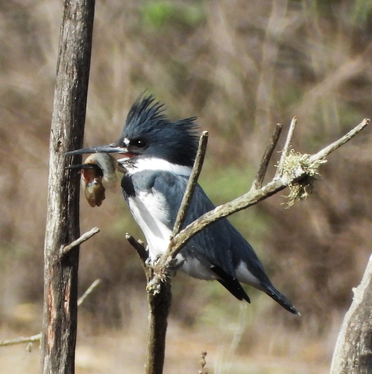 שלדג אמריקני - ML645469830