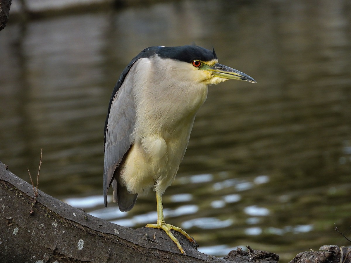 Black-crowned Night Heron - ML645469838