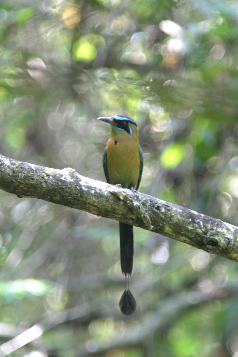 Lesson's Motmot - ML645469839