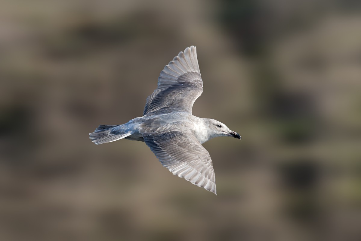 Glaucous-winged Gull - ML645469846