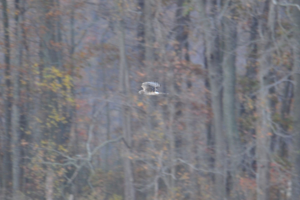 Лунь американський - ML645469849