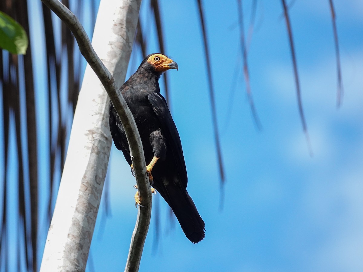 Siyah Karakara - ML645469852