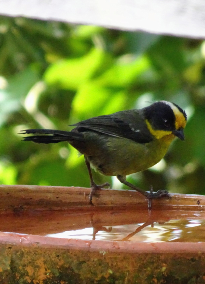 Pale-naped Brushfinch - ML645469856