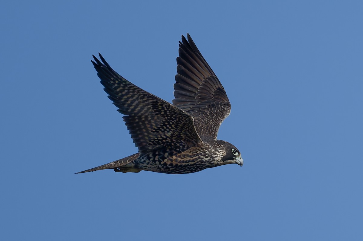 Faucon pèlerin - ML645469857