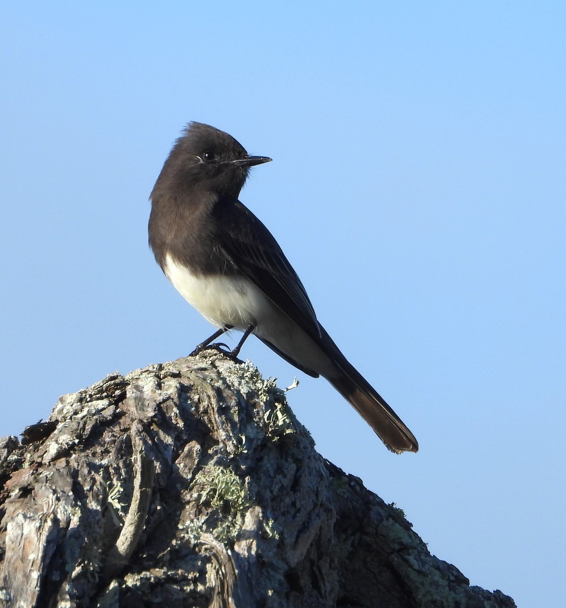 Black Phoebe - ML645469858