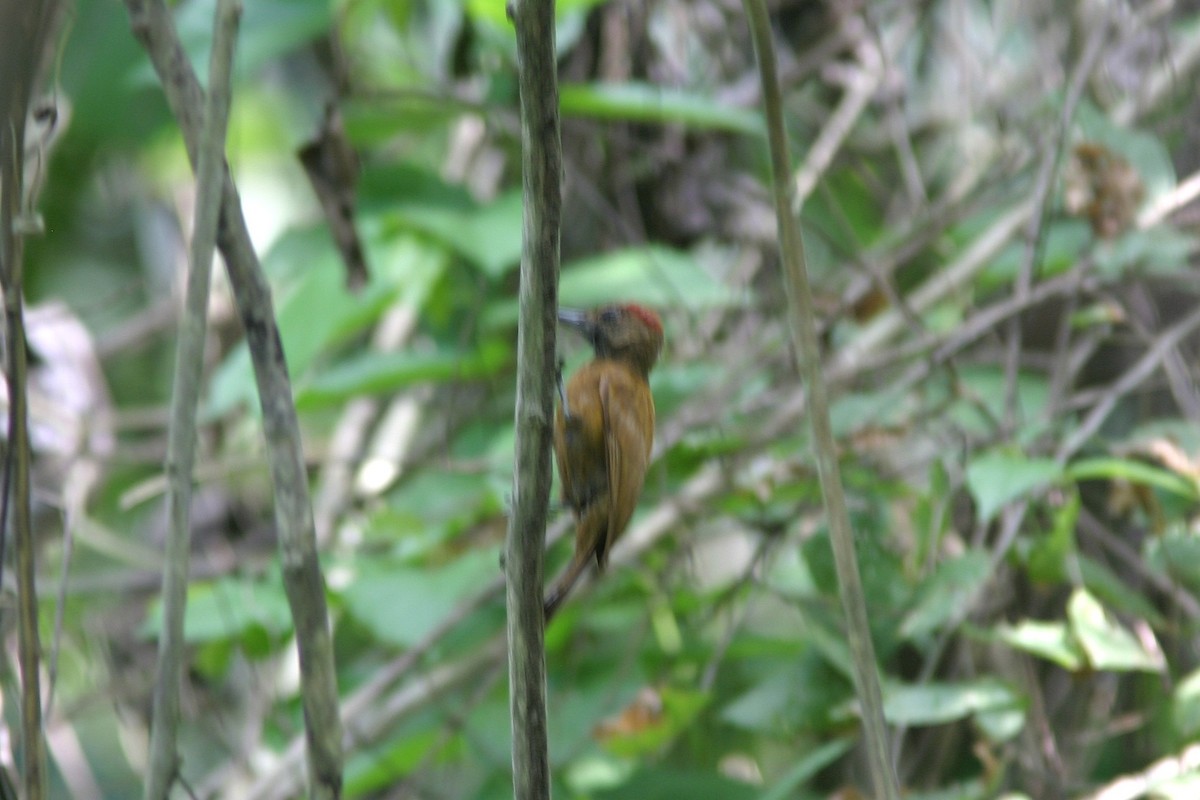 Smoky-brown Woodpecker - ML645469863
