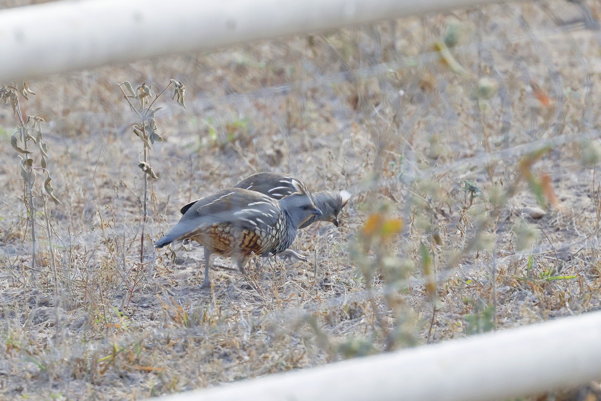Scaled Quail - ML645469864
