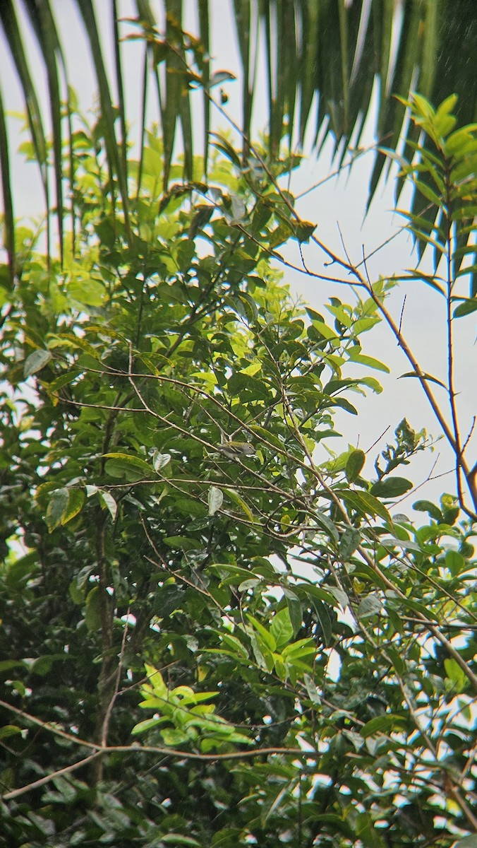 Chestnut-sided Warbler - ML645469865