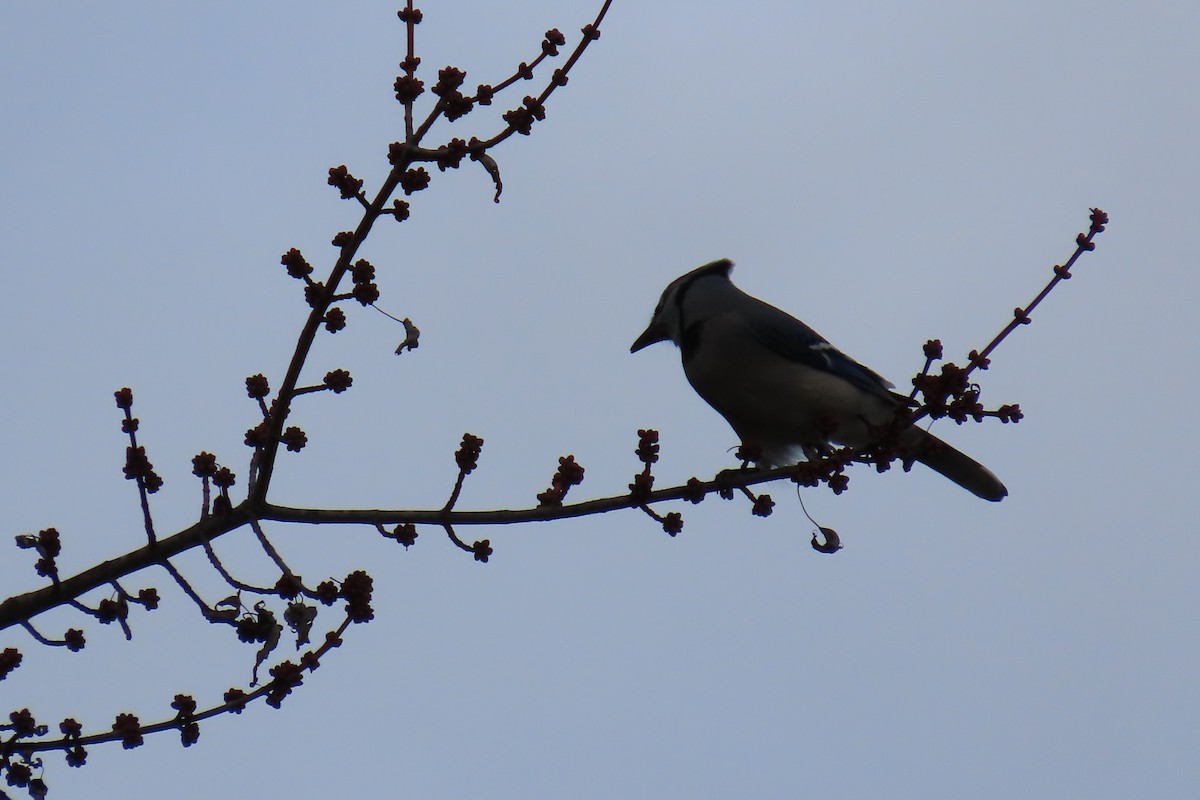 Сизойка блакитна - ML645469874