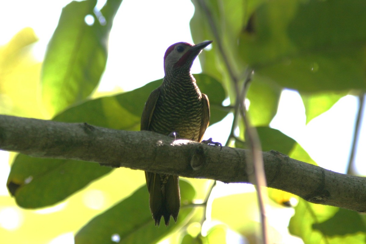 Golden-olive Woodpecker - ML645469875