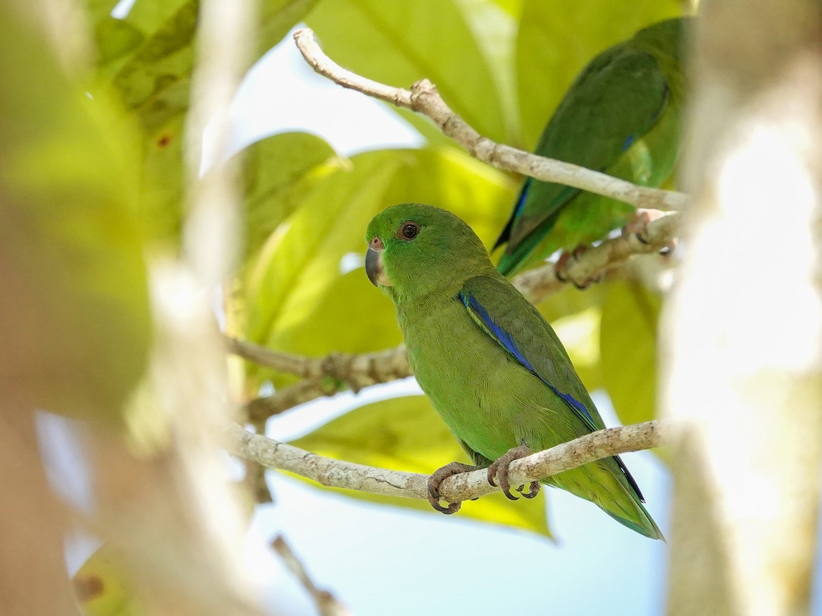 Папуга-горобець темнодзьобий - ML645469880