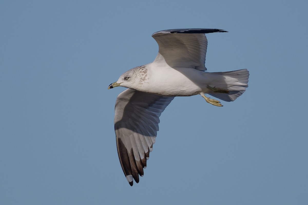 Ring-billed Gull - ML645469883