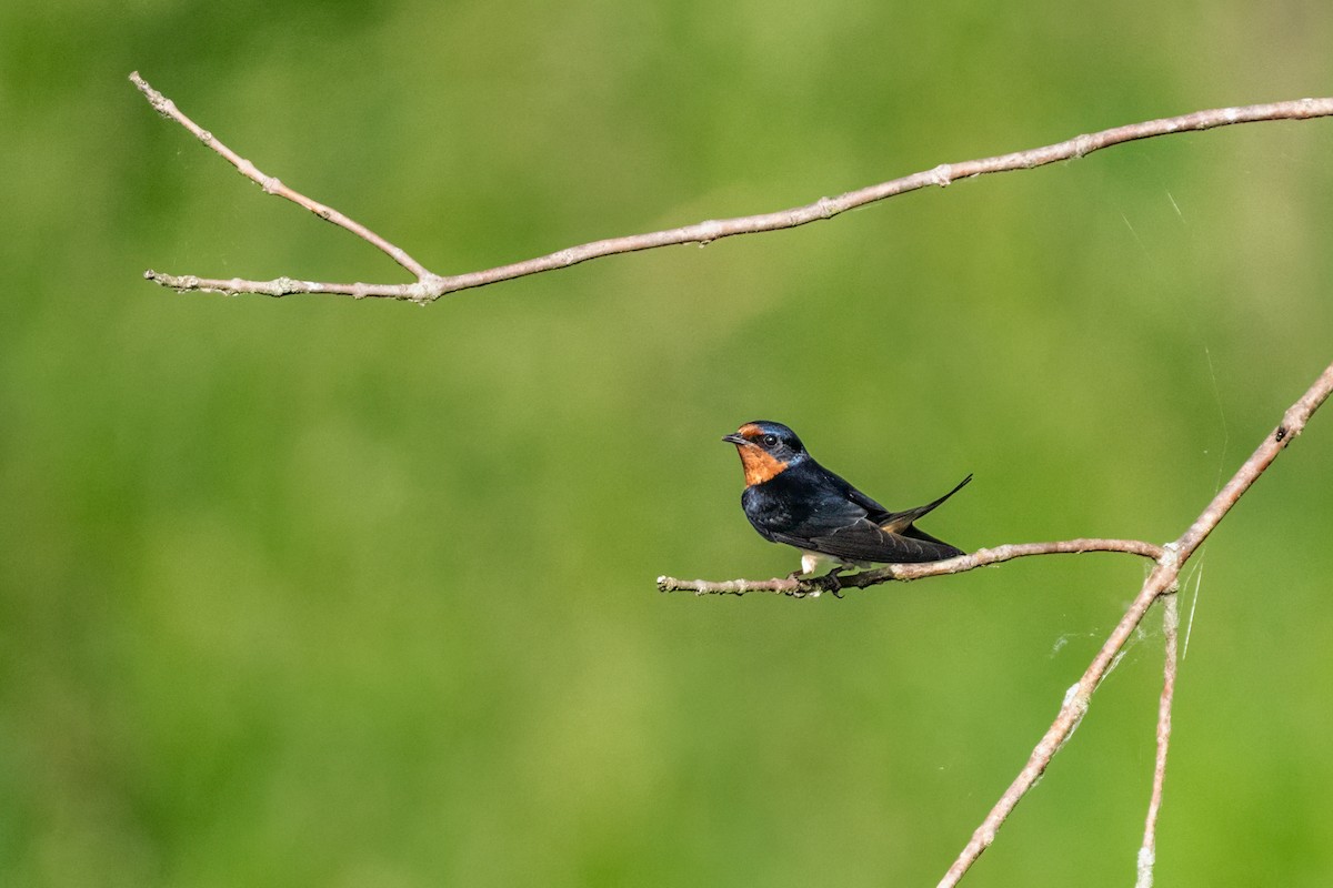 Ластівка сільська - ML645469885