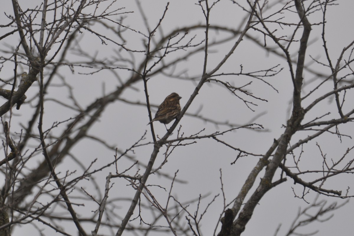 hýl nachový - ML645469893