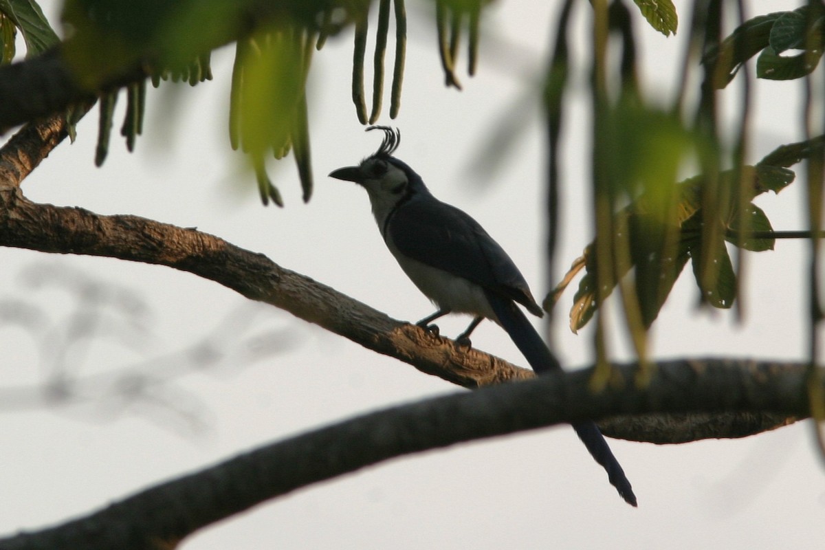 White-throated Magpie-Jay - ML645469894