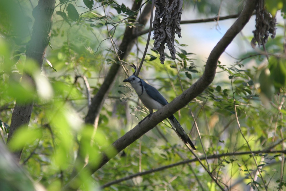 White-throated Magpie-Jay - ML645469895