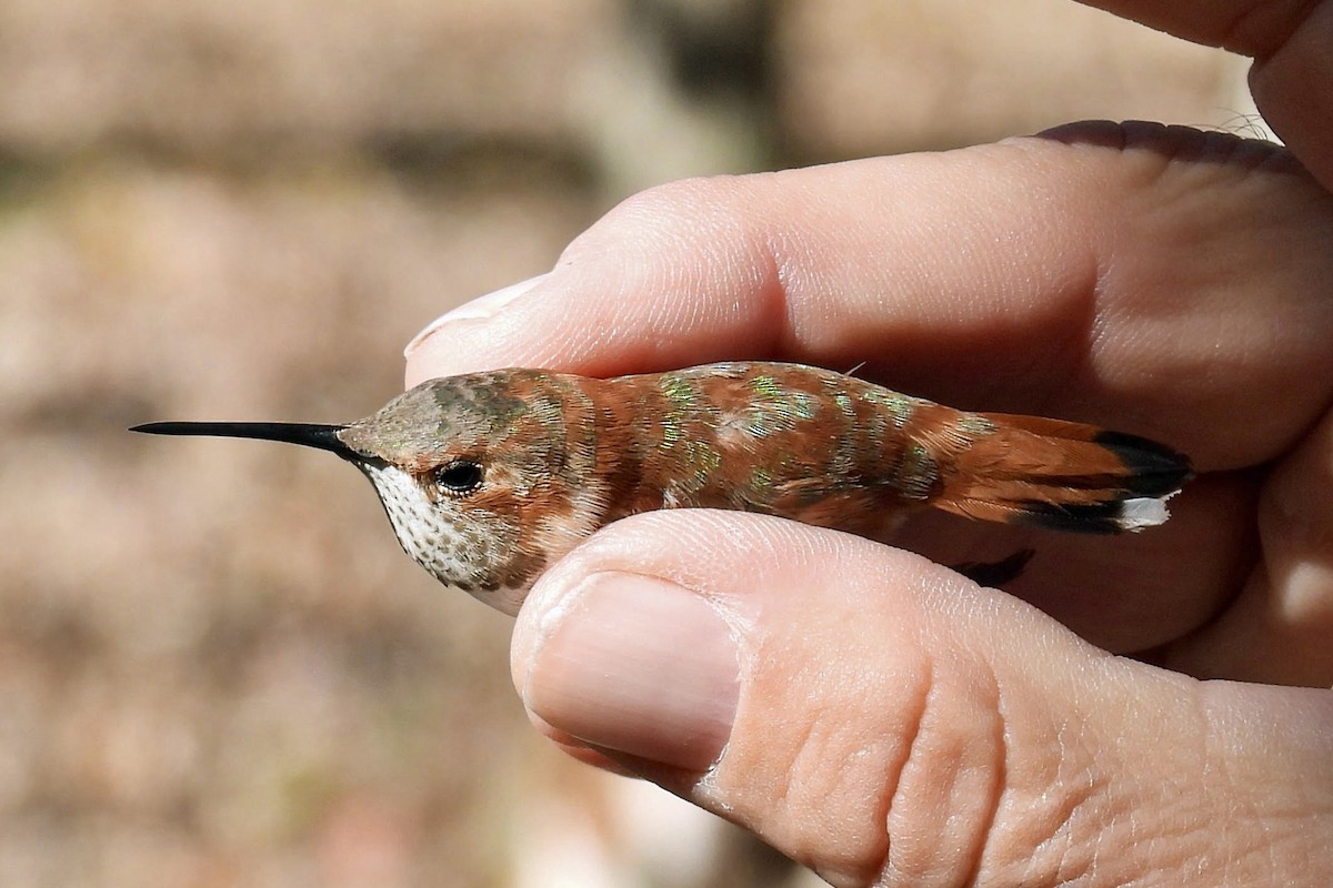 Rufous Hummingbird - ML645469900