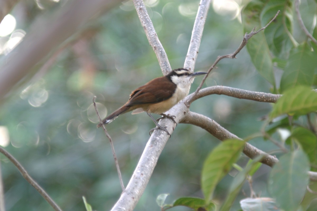 Giant Wren - ML645469906