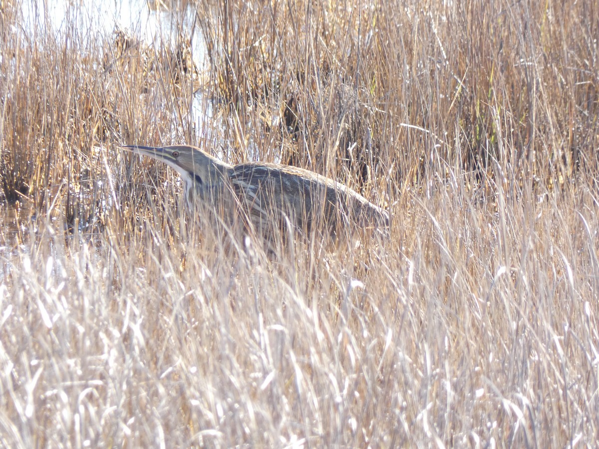 American Bittern - ML645469909