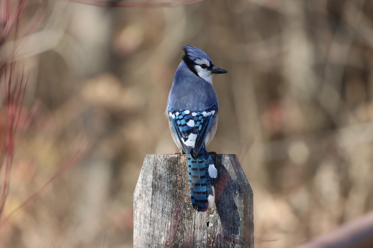 Сизойка блакитна - ML645469930