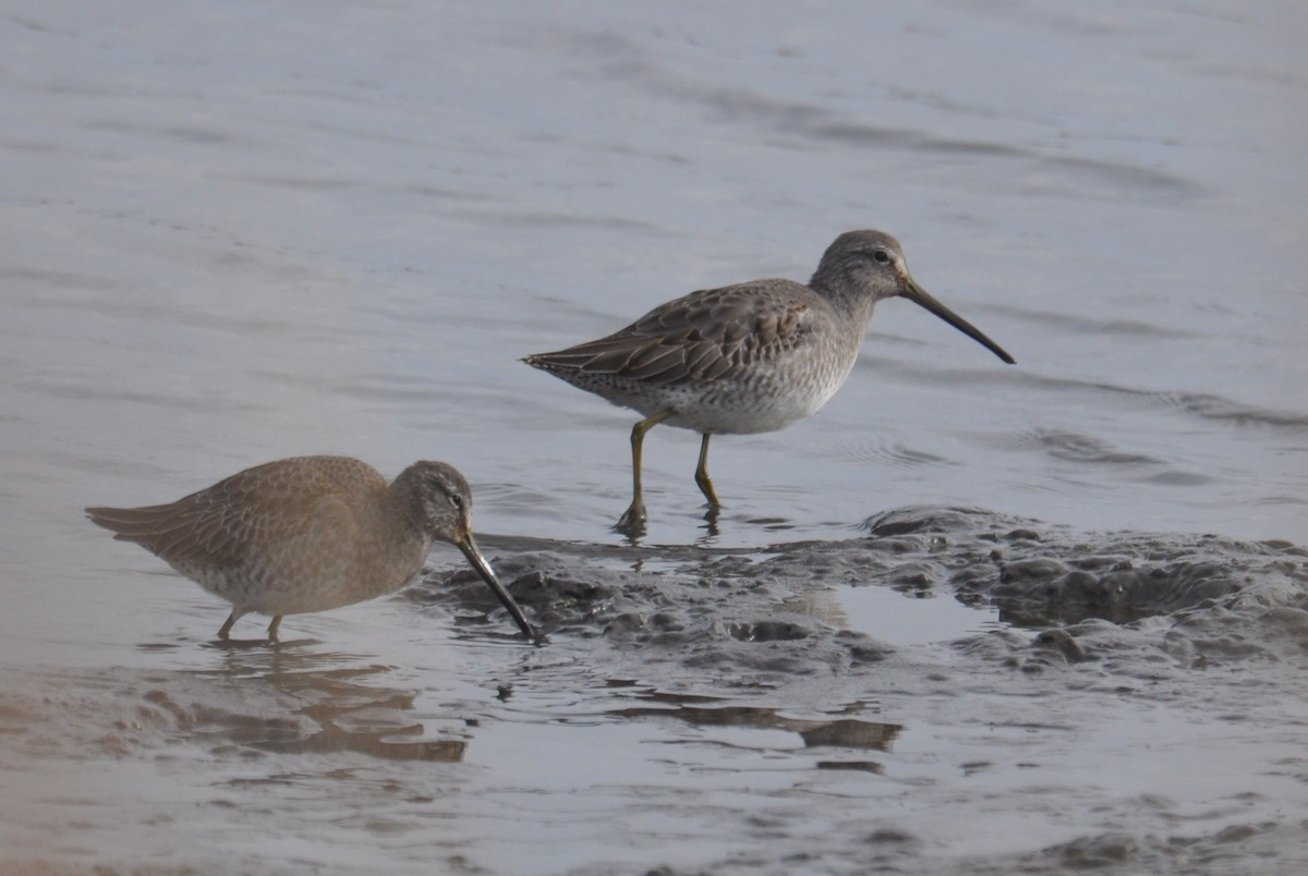 Long-billed Dowitcher - ML645469931