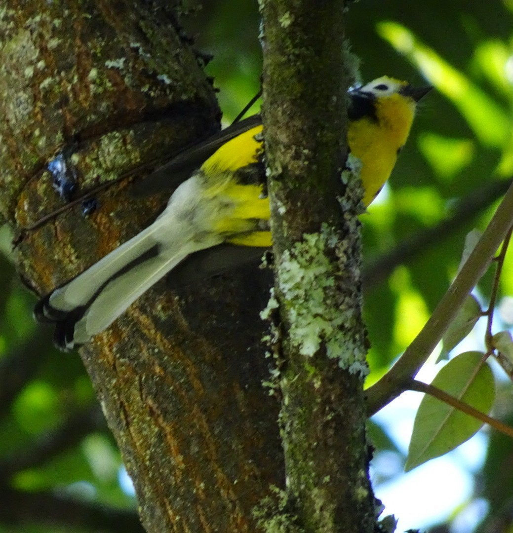 Golden-fronted Redstart - ML645469932