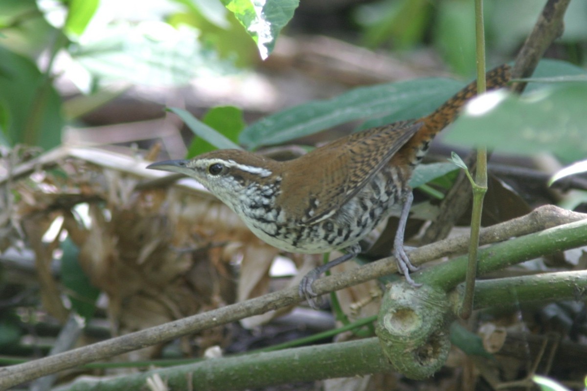 Banded Wren - ML645469935