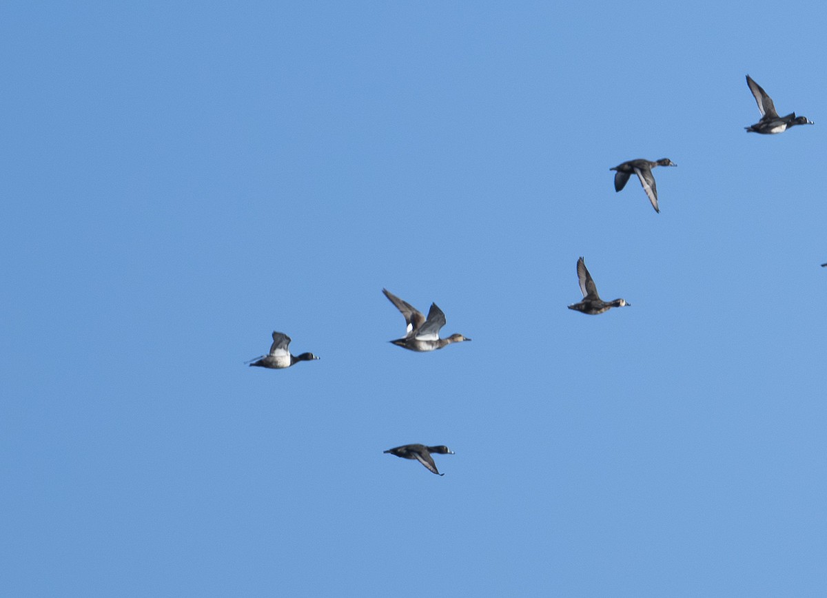 Gadwall - ML645469957