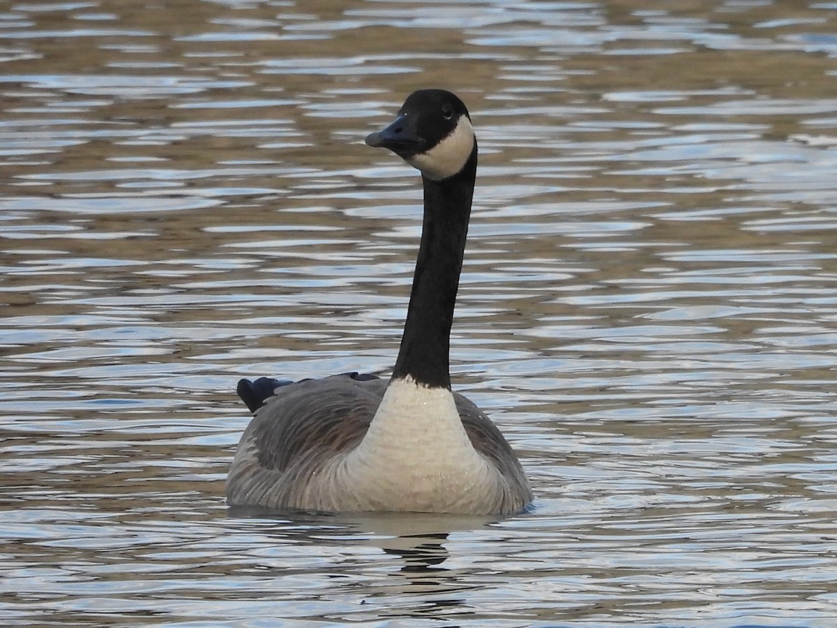 Oca canadese maggiore - ML645469960