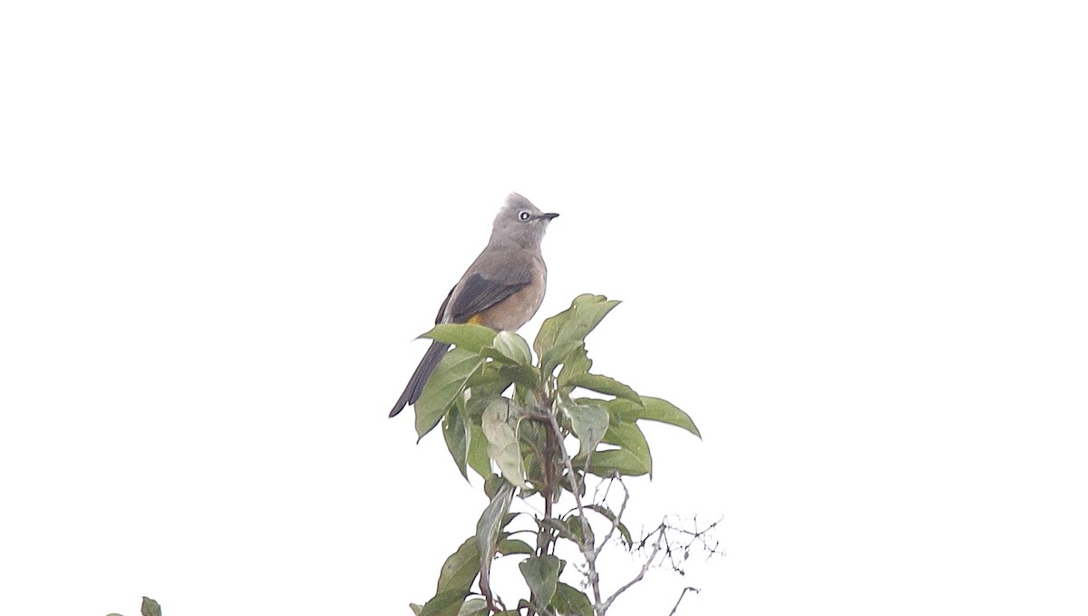 Gray Silky-flycatcher - ML645469961