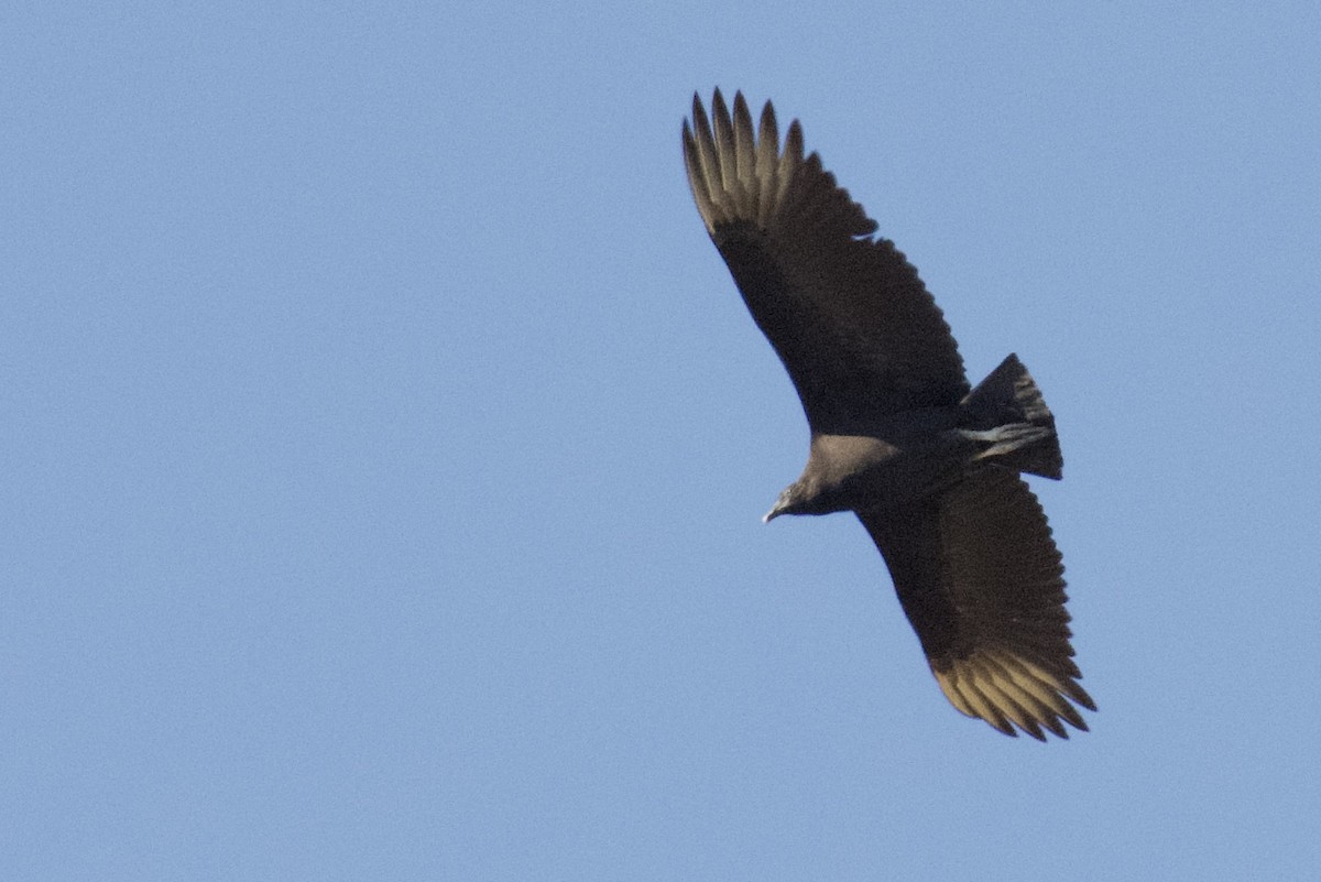 Black Vulture - ML645469962