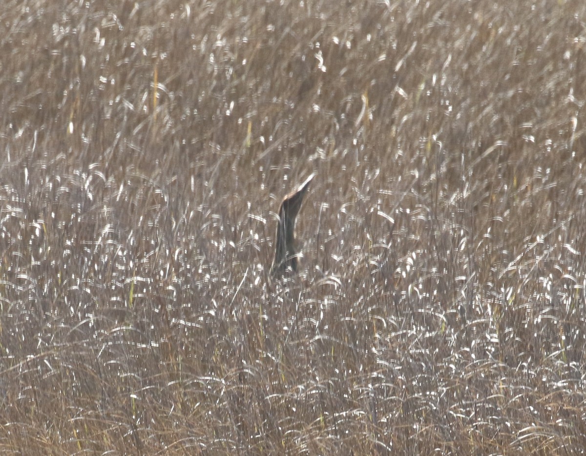 American Bittern - ML645469963