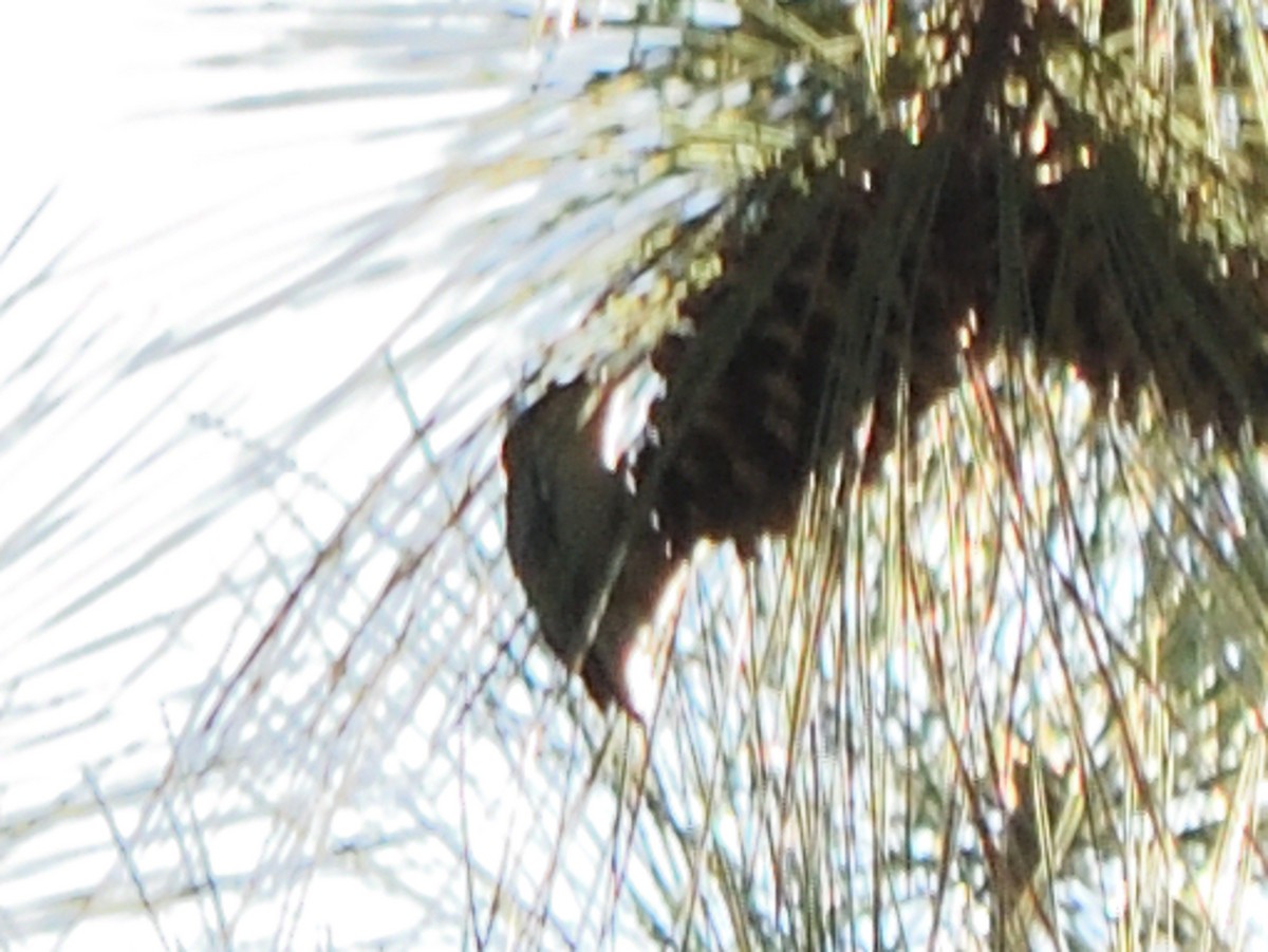 Sittelle à tête brune - ML645469971