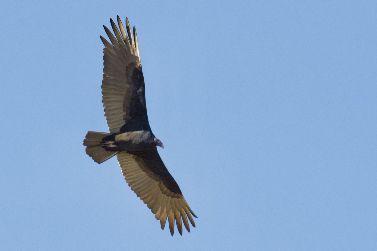 Turkey Vulture - ML645469972