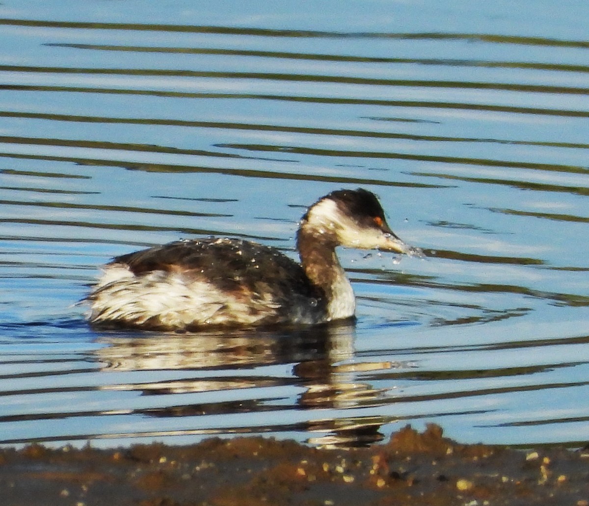 Grèbe à cou noir - ML645469978