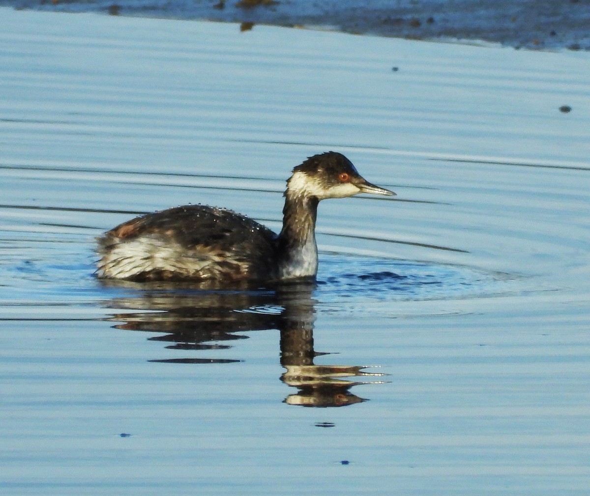 Grèbe à cou noir - ML645469979