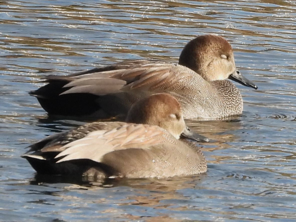 Gadwall - ML645469986