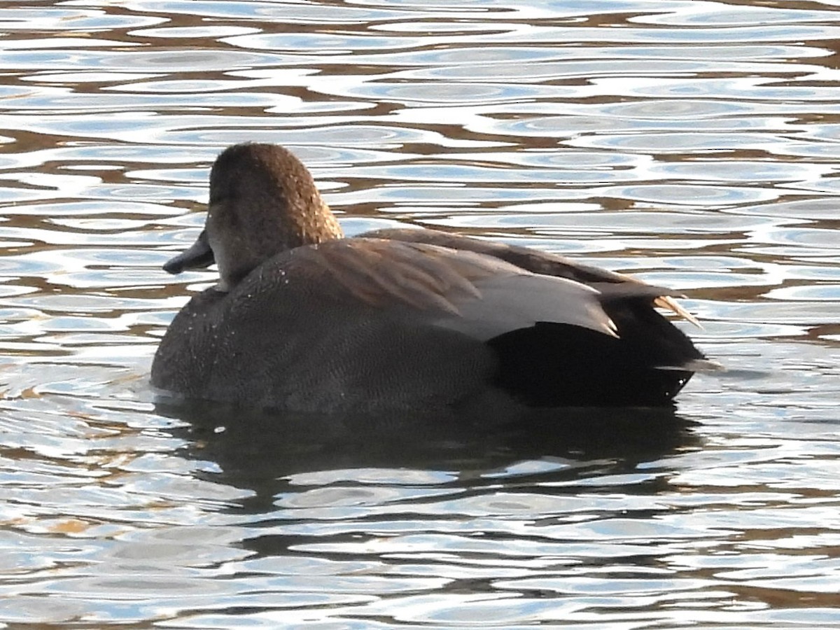 Gadwall - ML645469987