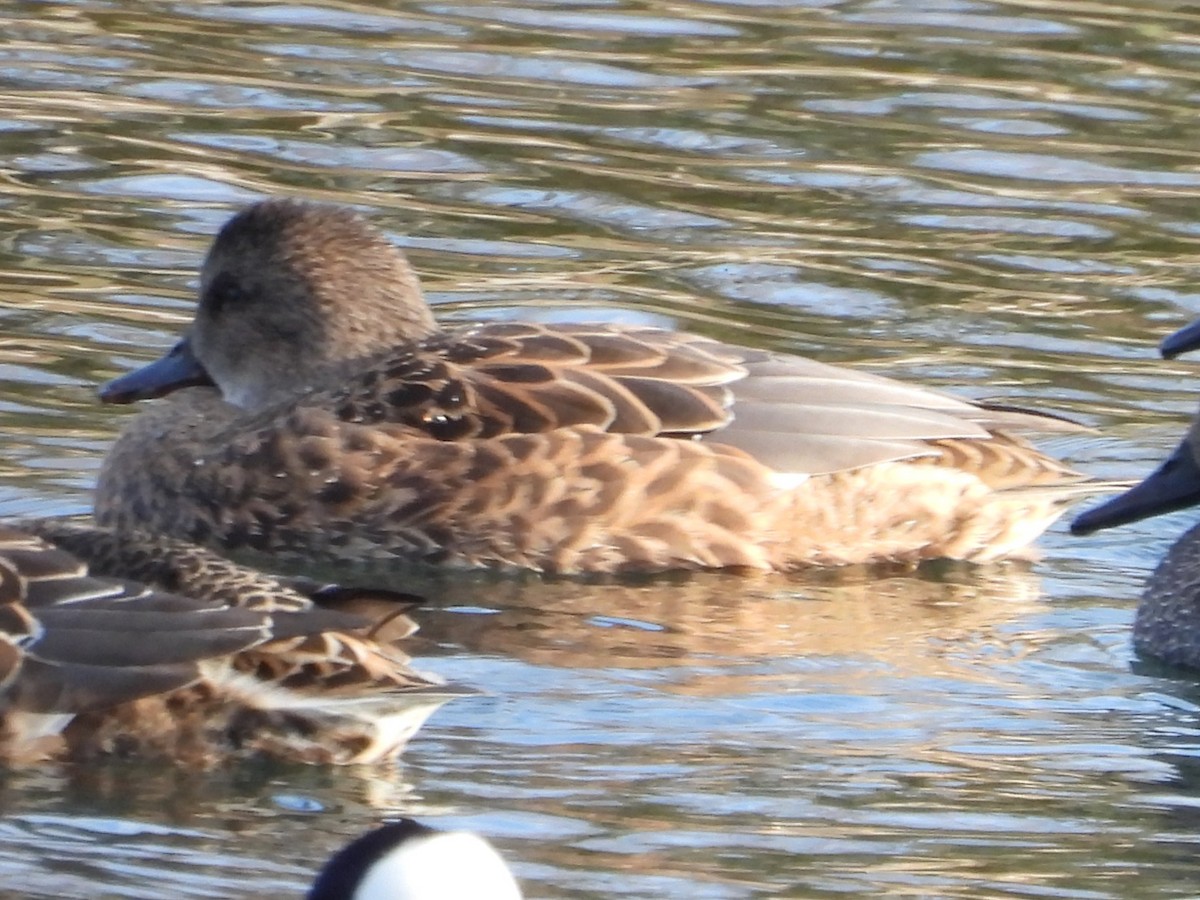 Gadwall - ML645469988