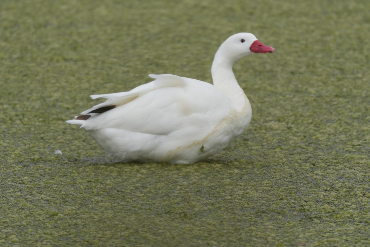 Коскороба - ML645470009