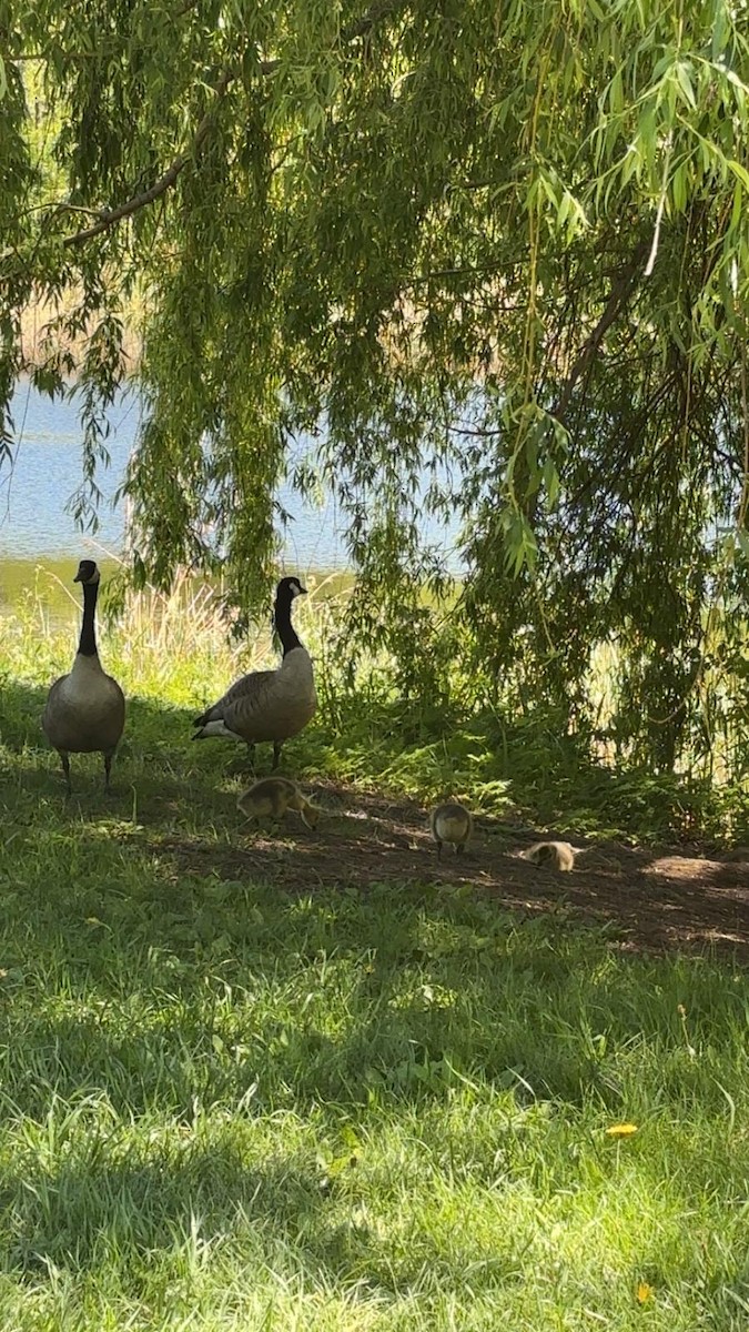 Oca canadese maggiore - ML645470010