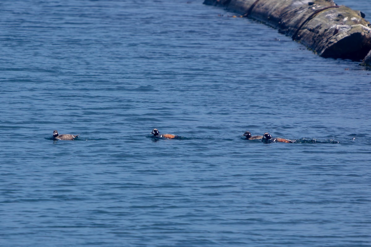 Ahate arlekina - ML645470014