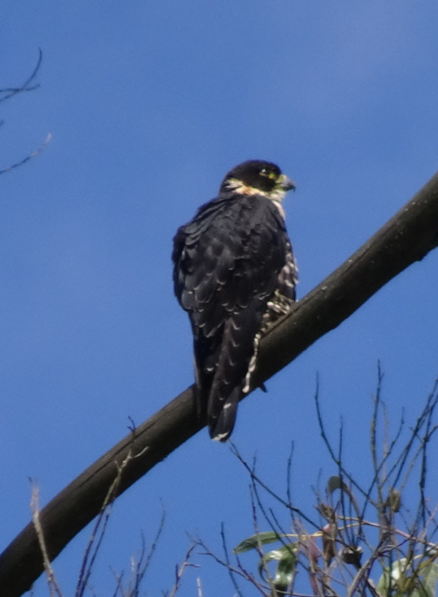 Bat Falcon - ML645470015